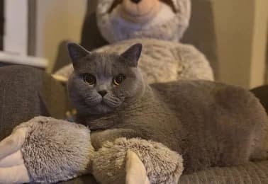Pablo, British Shorthair (Tierheimverein Erfurt)