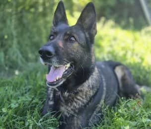 Coralle, female German Shepherd for adoption at Tierheimverein Erfurt