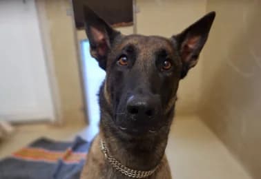 Barko, male 4yo Belgian Malinois for adoption at Tierheimverein Erfurt