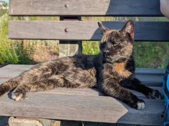 Floofy, female young European Shorthair for adoption at Tierheimverein Erfurt