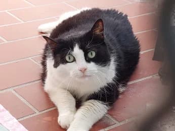 Schwälbchen, female European Shorthair for adoption at Tierheimverein Erfurt