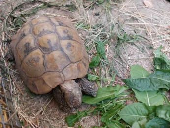 Henrietta, female mixed breed for adoption at Tierheimverein Erfurt