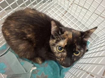 Nikita, female young European Shorthair for adoption at Tierheimverein Erfurt