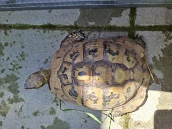 Hildegard, female mixed breed for adoption at Tierheimverein Erfurt