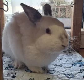 Klopfer, male mixed breed for adoption at Tierheimverein Erfurt