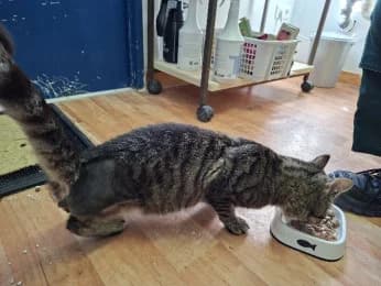 Whisky, male young European Shorthair for adoption at Tierheimverein Erfurt