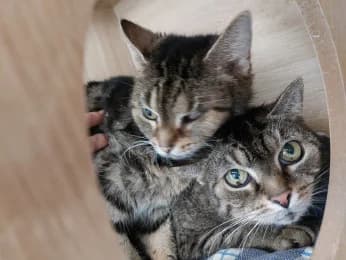 Susi & Selma, female senior European Shorthair for adoption at Tierheimverein Erfurt