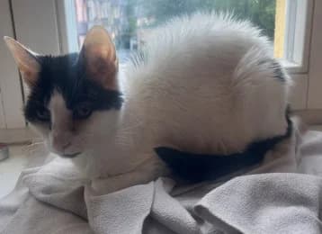 Minze, female European Shorthair for adoption at Tierheimverein Erfurt
