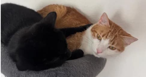 Pablo & Simba, male 5yo European Shorthair for adoption at Tierheimverein Erfurt