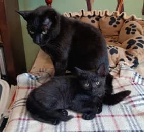 Frieda & Friederike, female European Shorthair for adoption at Tierheimverein Erfurt