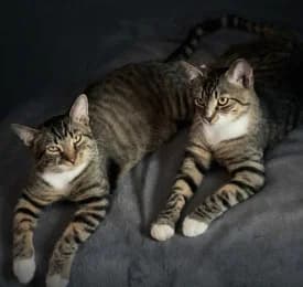 Darwin & Cambal, European Shorthair (Tierheimverein Erfurt)