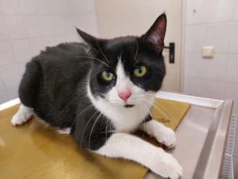 Socke, male 3yo European Shorthair for adoption at Tierheimverein Erfurt