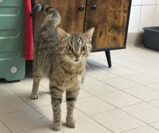 Murmel, female young European Shorthair for adoption at Tierheimverein Erfurt
