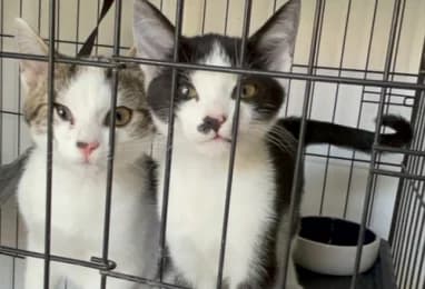 Buddy & Pünktchen, male European Shorthair for adoption at Tierheimverein Erfurt