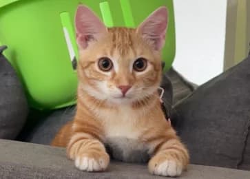 Nala, female young European Shorthair for adoption at Tierheimverein Erfurt