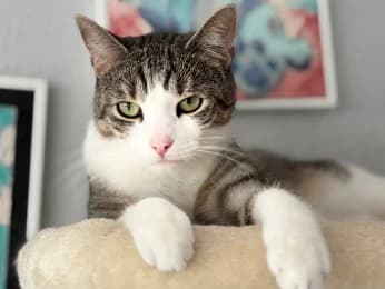 Oskar, male young European Shorthair for adoption at Tierheimverein Erfurt