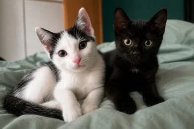 Lumi & Nika, European Shorthair (Tierheimverein Erfurt)