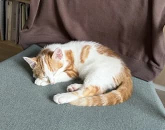 Findus, male puppy European Shorthair for adoption at Tierheimverein Erfurt