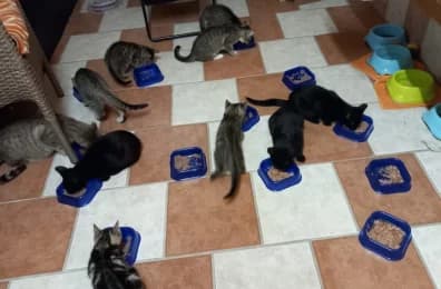 9 Kitten, puppy European Shorthair for adoption at Tierheimverein Erfurt