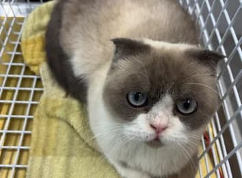 Luna, female Scottish Fold for adoption at Tierheimverein Erfurt