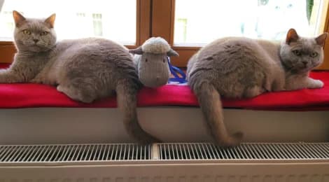 Freddy & Lotti,  senior British Shorthair for adoption at Tierheimverein Erfurt