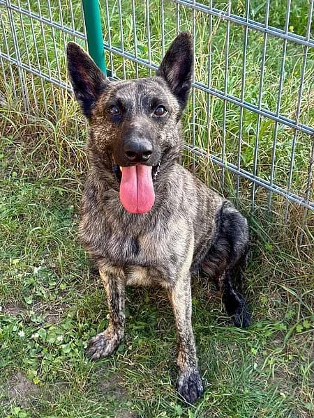 Ace, male 4yo German Shepherd for adoption at Tierhelfer Ingelheim e. V.