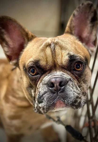 Chio, male young French Bulldog for adoption at Tierhelfer Ingelheim e. V.