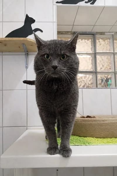 Flint, male British Shorthair for adoption at Tierhelfer Ingelheim e. V.