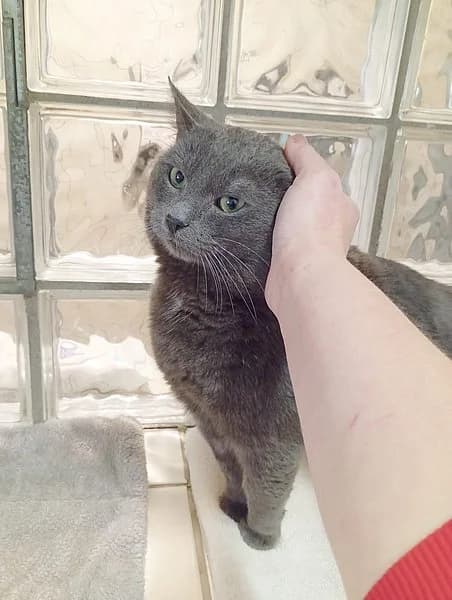 Flint, male British Shorthair for adoption at Tierhelfer Ingelheim e. V. — photo 2 of 6