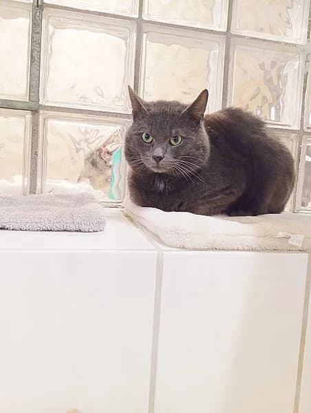 Flint, male British Shorthair for adoption at Tierhelfer Ingelheim e. V. — photo 3 of 6