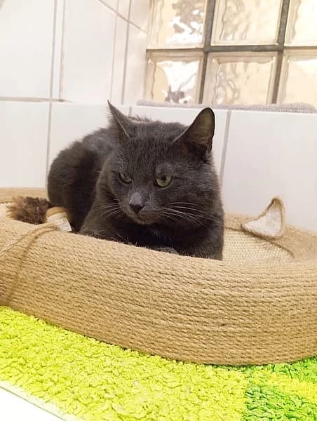 Flint, male British Shorthair for adoption at Tierhelfer Ingelheim e. V. — photo 4 of 6