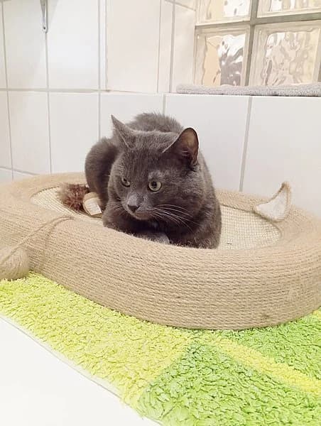 Flint, male British Shorthair for adoption at Tierhelfer Ingelheim e. V. — photo 5 of 6