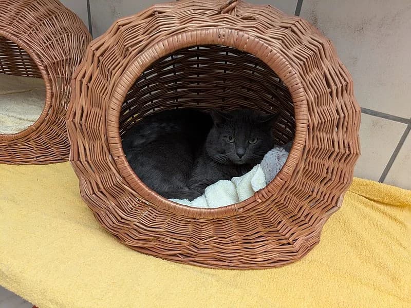 Flint, male British Shorthair for adoption at Tierhelfer Ingelheim e. V. — photo 6 of 6