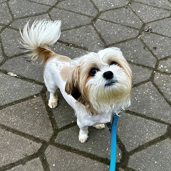 Milow ist auf Probe im neuen Zuhause, male Shih Tzu for adoption at Tierhelfer Ingelheim e. V. — photo 2 of 3