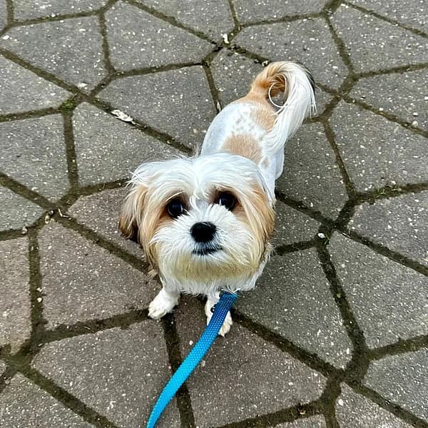 Milow ist auf Probe im neuen Zuhause, male Shih Tzu for adoption at Tierhelfer Ingelheim e. V. — photo 3 of 3