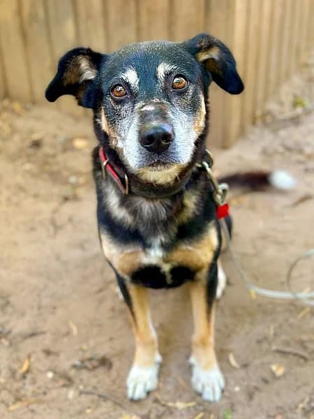Monty, male senior Mixed Breed for adoption at Tierhelfer Ingelheim e. V.