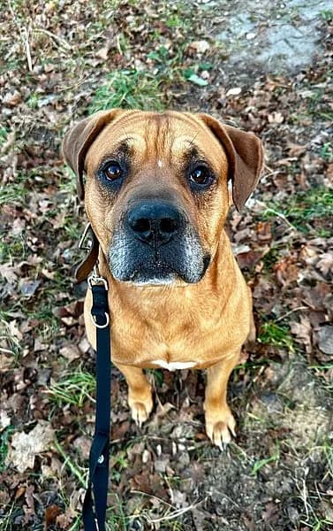 Perry, male senior Mixed Breed for adoption at Tierhelfer Ingelheim e. V.