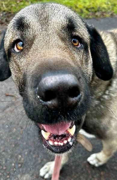 Sadri, male 4yo Kangal for adoption at Tierhelfer Ingelheim e. V.