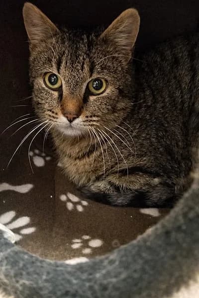 Tjark, European Shorthair (Tierhelfer Ingelheim e. V.)