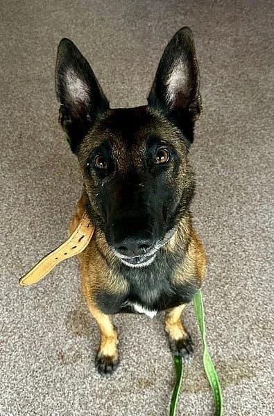 Vito, male 4yo Belgian Malinois for adoption at Tierhelfer Ingelheim e. V.