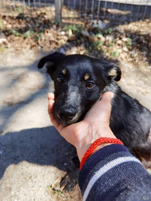 Dringend, male 5yo Mixed Breed for adoption at Tierhilfe Craiova - Hilfe für rumänische Tiere e.V.
