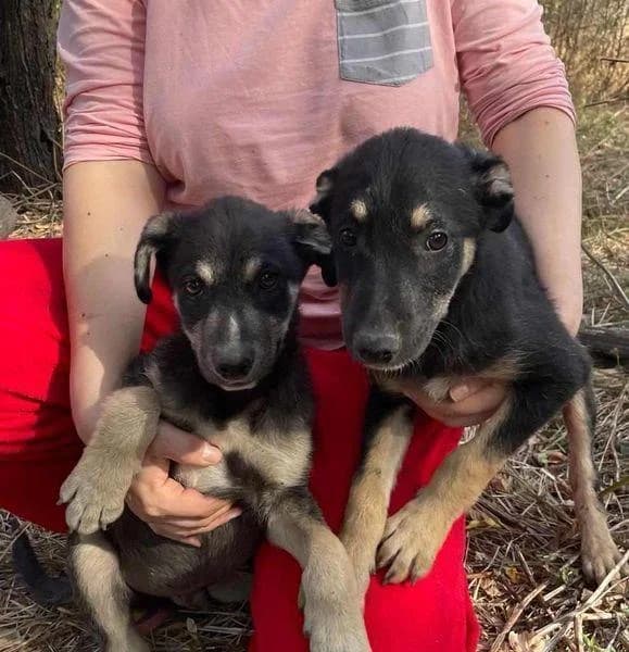 LUC & MOUSSY, male young Mixed Breed for adoption at Tierhilfe Craiova - Hilfe für rumänische Tiere e.V.