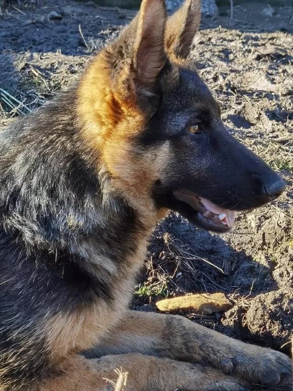 gehbehinderte AVA &, female 4yo German Shepherd for adoption at Tierhilfe Craiova - Hilfe für rumänische Tiere e.V.