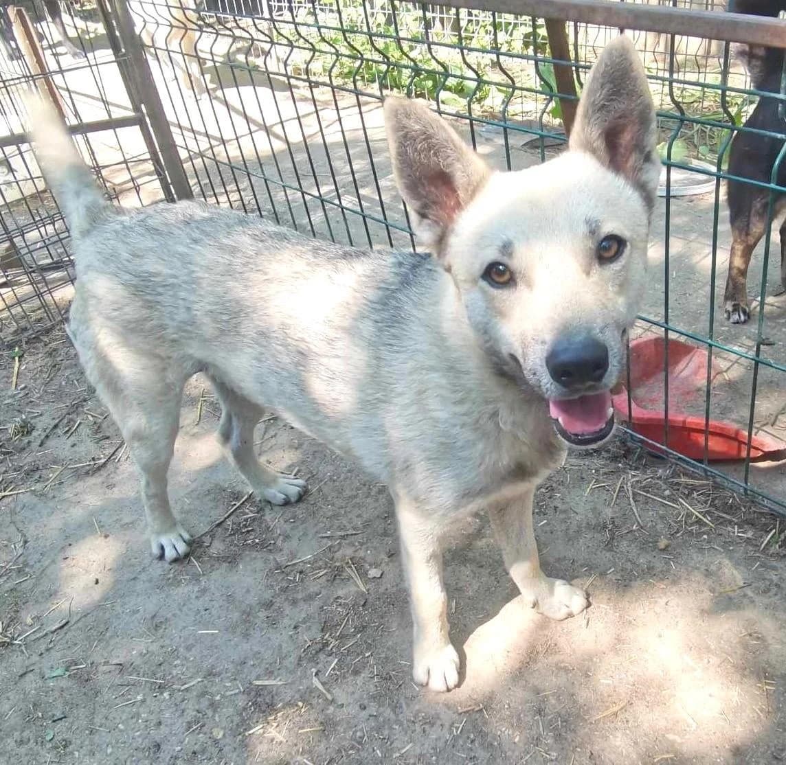 MISHA, male young Mixed Breed for adoption at Tierhilfe Craiova - Hilfe für rumänische Tiere e.V.