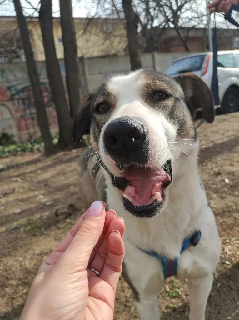 LUNA, female 6yo Mixed Breed for adoption at Tierhilfe Craiova - Hilfe für rumänische Tiere e.V.
