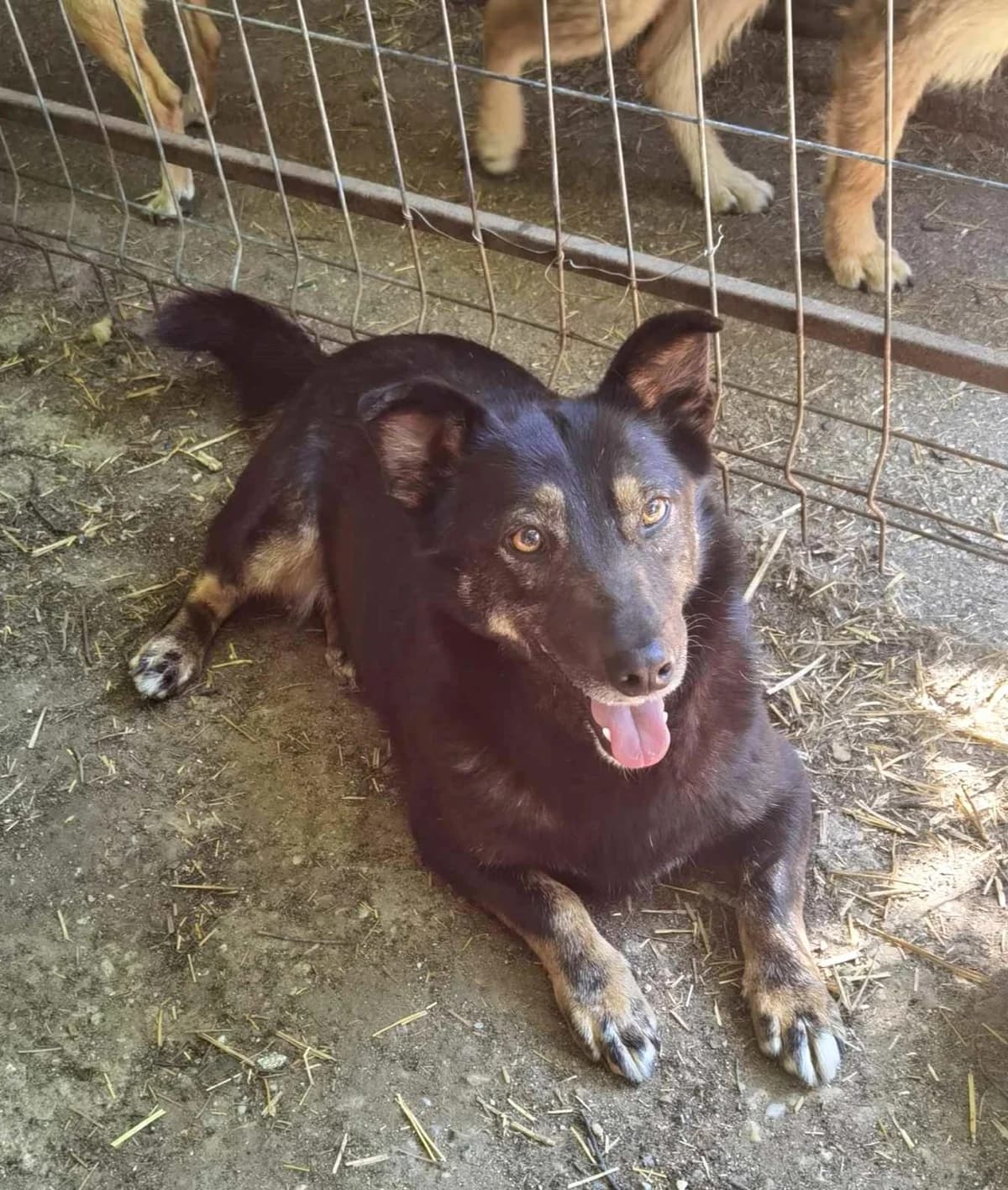 Coca, female 4yo Mixed Breed for adoption at Tierhilfe Craiova - Hilfe für rumänische Tiere e.V.