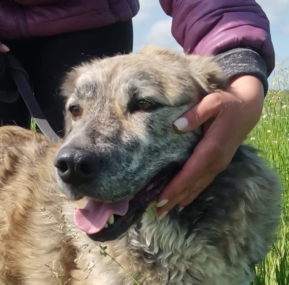 Liebe,schmusige MISTY, female 4yo Mixed Breed for adoption at Tierhilfe Craiova - Hilfe für rumänische Tiere e.V.