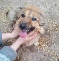 CORA, female 3yo Mixed Breed for adoption at Tierhilfe Craiova - Hilfe für rumänische Tiere e.V.