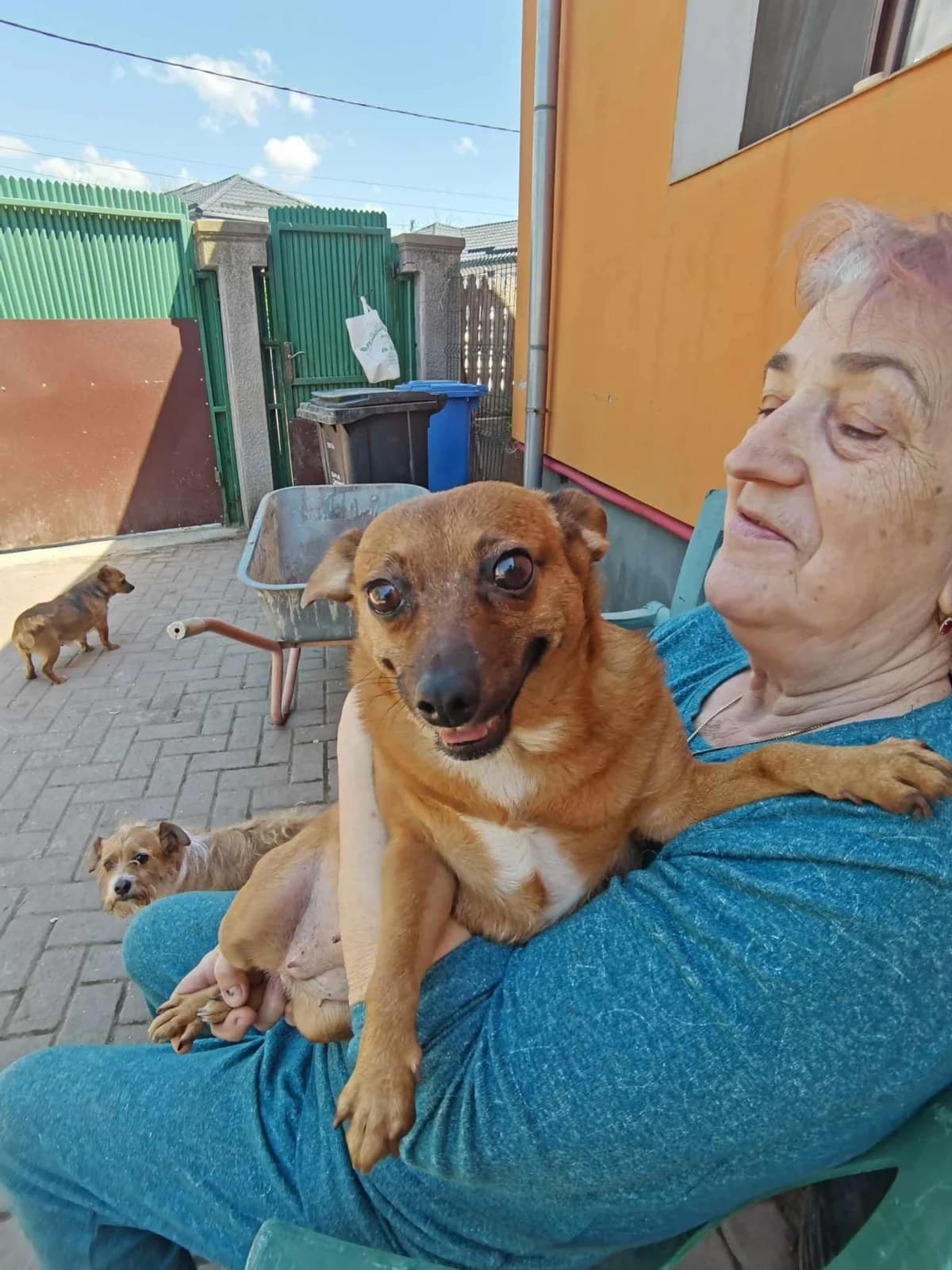 Wirbelwind, female 4yo Mixed Breed for adoption at Tierhilfe Craiova - Hilfe für rumänische Tiere e.V.