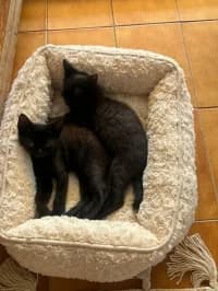 Mimi und Lea, female puppy Mixed Breed for adoption at Tierhilfe Daurada e.V.